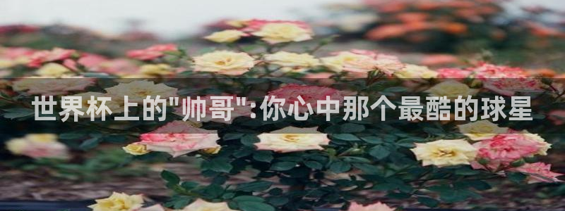 葡萄牙世界杯赛程：世界杯上的\
